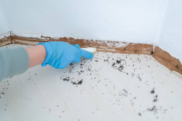 Best Spider Control Near Me  in Stem, NC